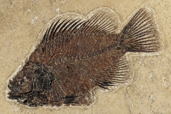 Fossil Fish (Cockerellites) - Green River Formation #189255